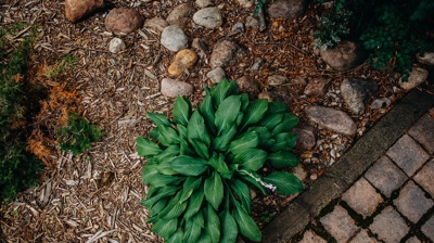 Rocks, wood chips, plant, brick path. Photo